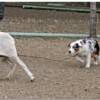 Nov 11, 2007 ... earning my HIC (HERDING INSTINCT certificate)  photo by:  Dicks Photos